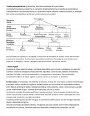 Tecidos Parenquimáticos: Protoderme, meristema fundamental e procambio.