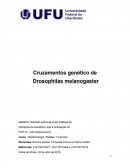 Cruzamento de genética - drosophila melanogaster