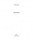 As Borboletas As Borboletas