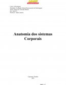 Relatório de Anatomia Relatório de Anatomia
